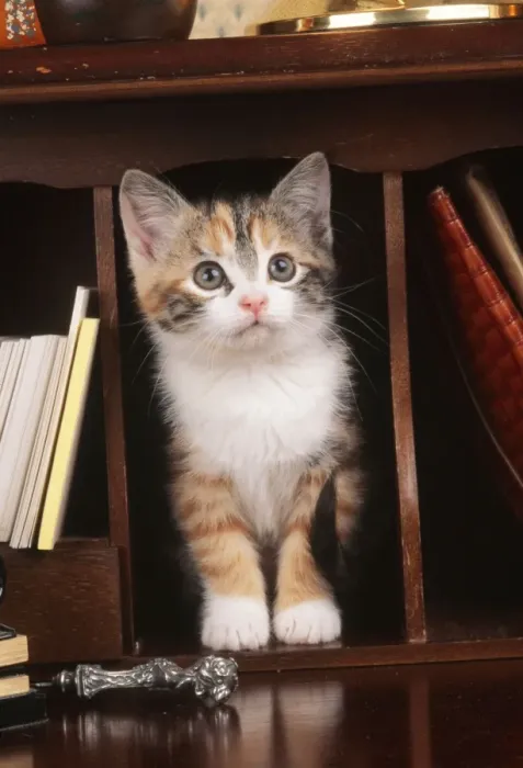 Framed Print : Cat Kitten on bureau