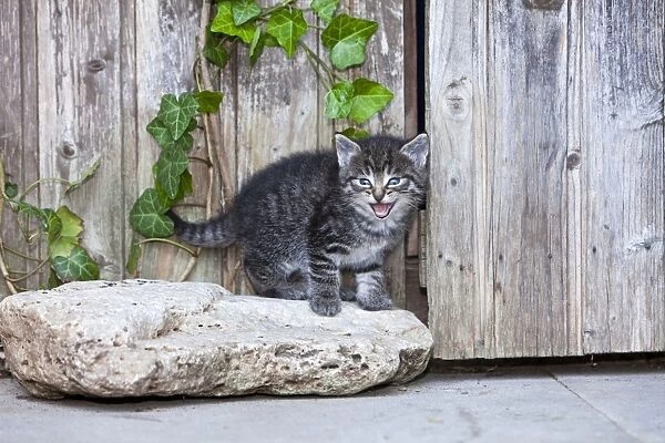 Cat - kitten calling - in front of garden shed - Lower Saxony - Germany