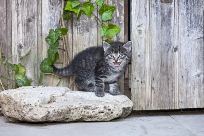 Framed Print : Cat - kitten calling - in front of garden shed - Lower Saxony - Germany Framed Print : Cat - kitten calling - in front of garden shed - Lower Saxony - Germany