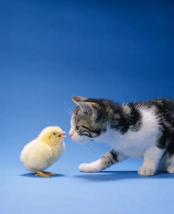 Framed Print : Cat - Kitten & Chick Framed Print : Cat - Kitten & Chick