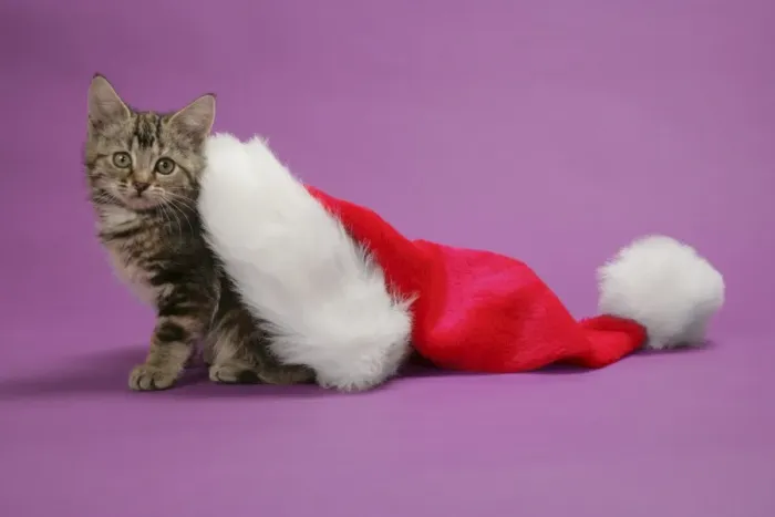 Framed Print : Cat - Kitten in a Christmas hat Framed Print : Cat - Kitten in a Christmas hat