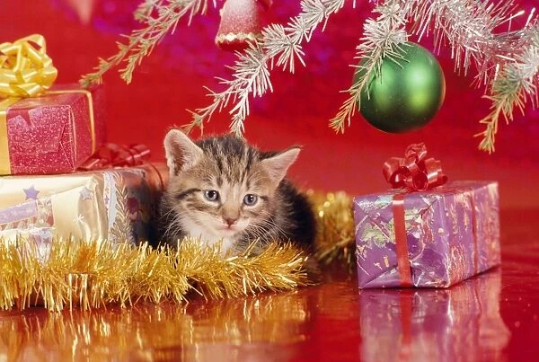 CAT - kitten with Christmas paraphernalia, under tree