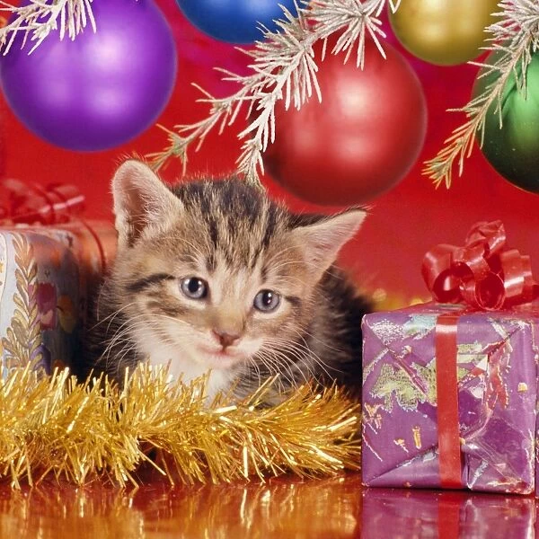 Cat - kitten under Christmas tree Digital Manipulation: added baubels