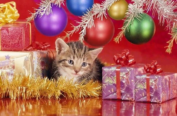 Cat - kitten under Christmas tree Digital Manipulation: straigtened, added & moved presents, added baubles, cleaned / improved kitten face