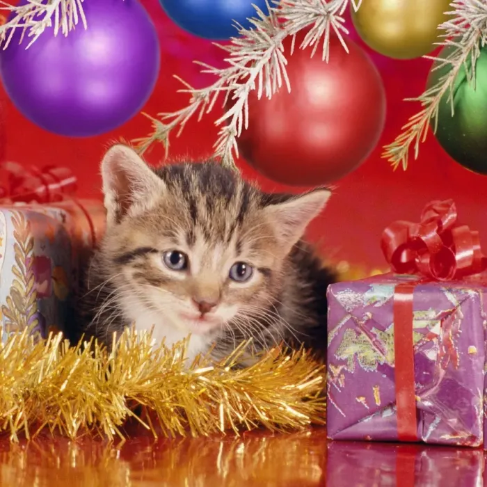 Framed Print : Cat - kitten under Christmas tree Digital Manipulation: added baubels Framed Print : Cat - kitten under Christmas tree Digital Manipulation: added baubels