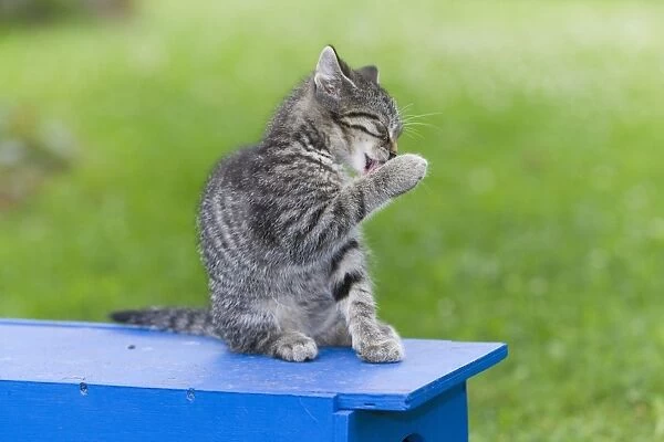 Cat - kitten cleaning itself - in garden - Lower Saxony - Germany