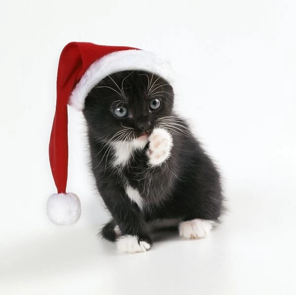 Cat - Kitten cleaning itself, wearing Christmas hat, 45 days old