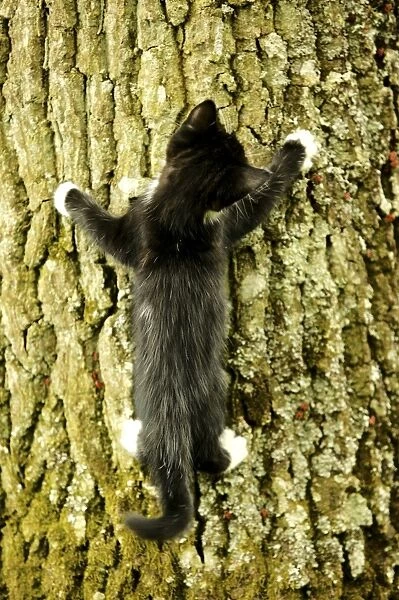 Cat Kitten climbig a tree