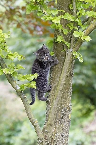 Cat - kitten climbing in tree - Lower Saxony - Germany