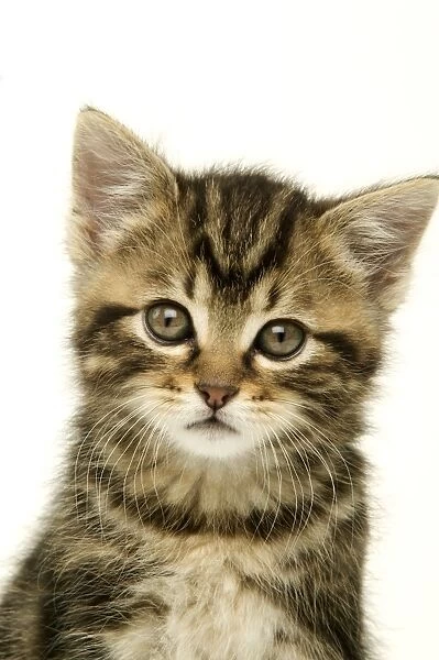 CAT - Kitten, close-up