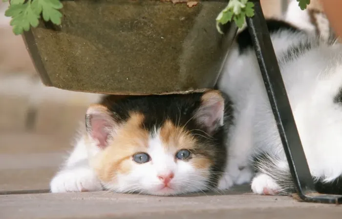 Framed Print : Cat - kitten crouching beneath flower pot Framed Print : Cat - kitten crouching beneath flower pot