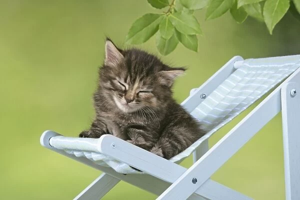 Cat - Kitten in deckchair
