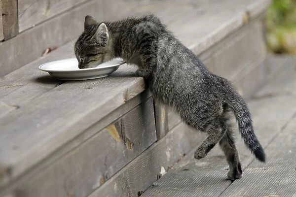 Cat - Kitten drinking milk from saucer on door-step. Lower Saxony, Germany