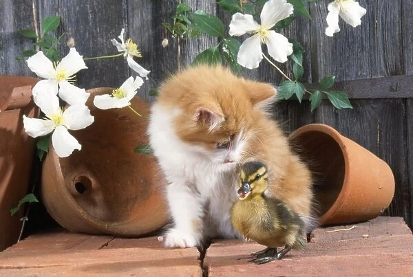 Cat - kitten with duckling
