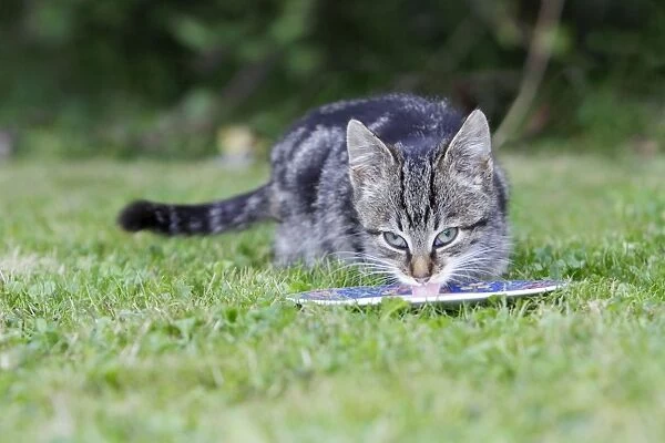 Cat - kitten feeding from plate in garden, Lower Saxony, Germany