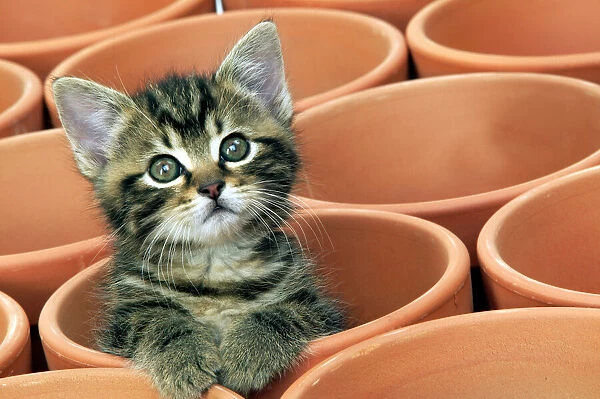 Cat pot Is Marijuana