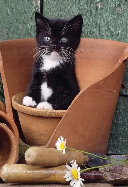 Cat - kitten in flowerpot