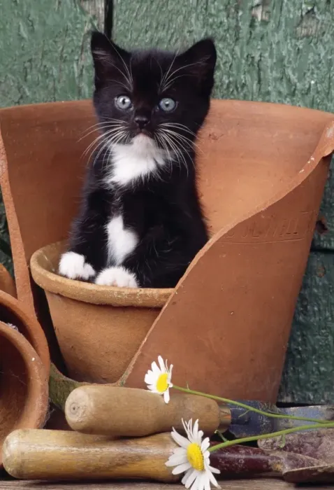 Framed Print : Cat - kitten in flowerpot