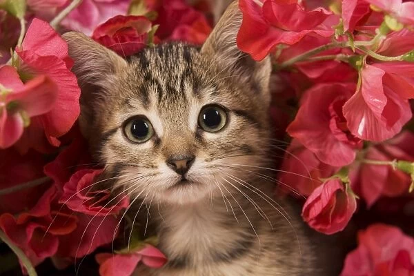 Cat - kitten amongst flowers