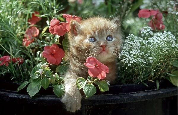 Cat - Kitten in flowers in garden