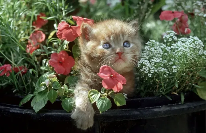 Framed Print : Cat - Kitten in flowers in garden Framed Print : Cat - Kitten in flowers in garden