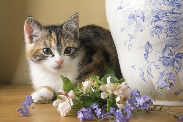 Cat - kitten with flowers & jug