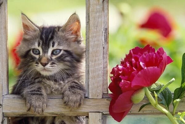 Cat - kitten in frame with red flower