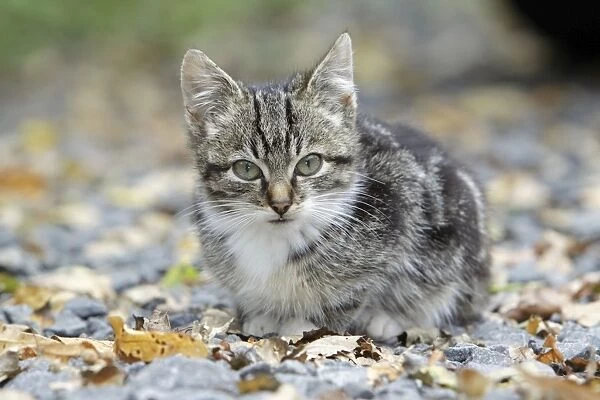 Cat - kitten in garden, Lower Saxony, Germany
