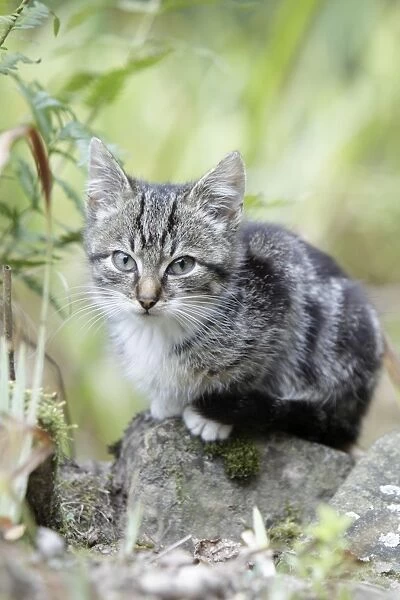 Cat - kitten in garden, Lower Saxony, Germany