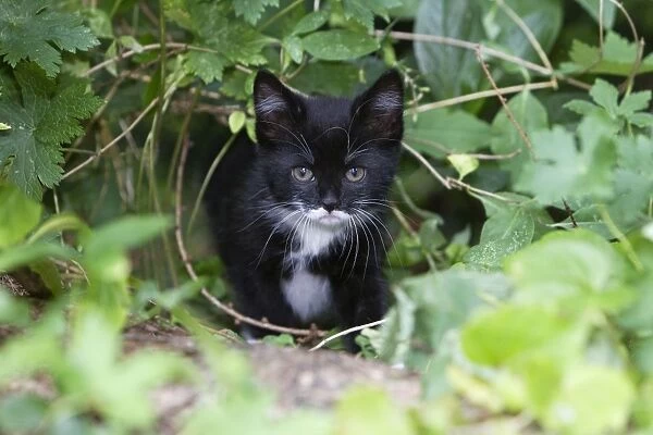 Cat - Kitten in garden - Lower Saxony - Germany