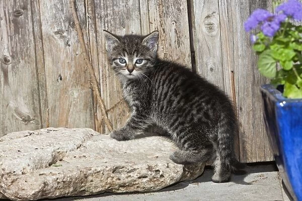 Cat - kitten in front of garden shed - Lower Saxony - Germany