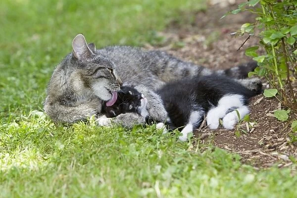 Cat - kitten getting affection from mother - in garden - Lower Saxony - Germany