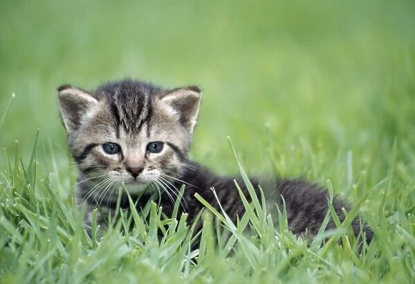 Cat - kitten in grass