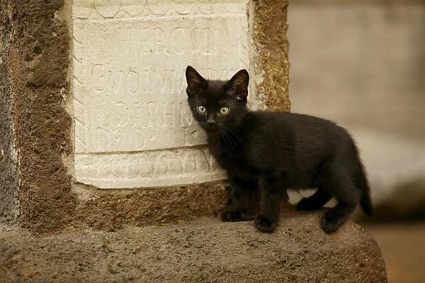 Cat Kitten by gravestone Rome, Italy