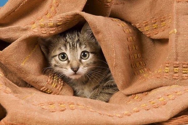 Cat - kitten hiding in blanket
