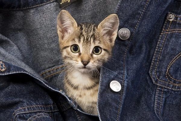 Cat - kitten in jean jacket