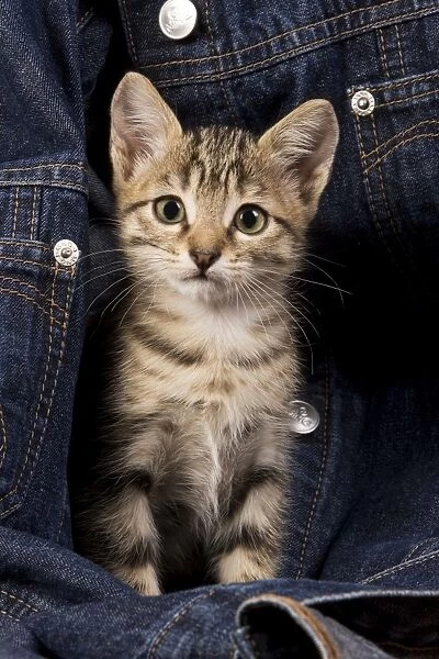 Cat - kitten in jean jacket