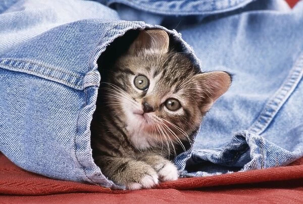Cat - Kitten in jeans