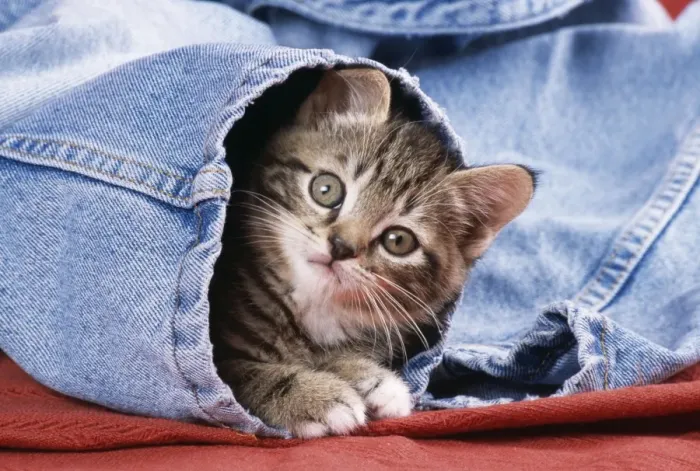 Framed Print : Cat - Kitten in jeans Framed Print : Cat - Kitten in jeans