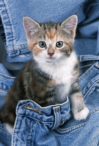 Cat - Kitten in jeans