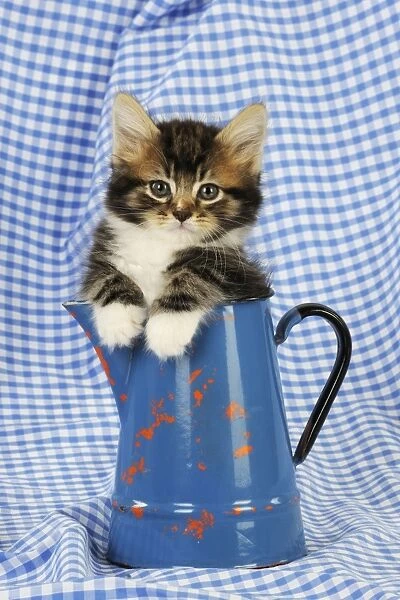 Cat. Kitten in jug