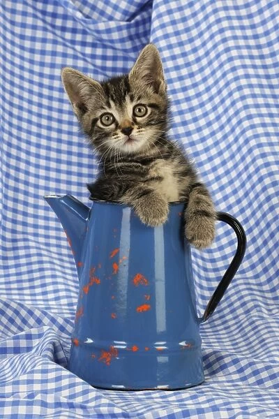 Cat. Kitten in jug