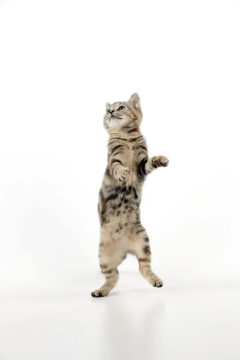 Framed Print : CAT - Kitten jumping Framed Print : CAT - Kitten jumping
