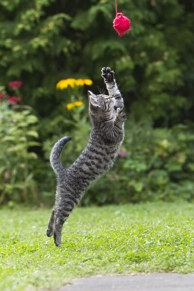 Cat - kitten jumping after ball of wool in garden - Lower Saxony - Germany