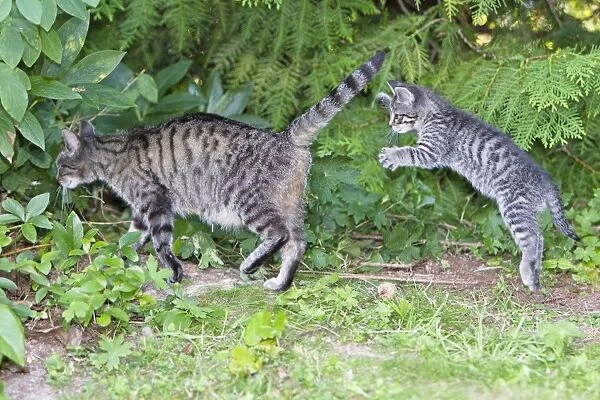 Cat - kitten jumping after mother - in garden - Lower Saxony - Germany