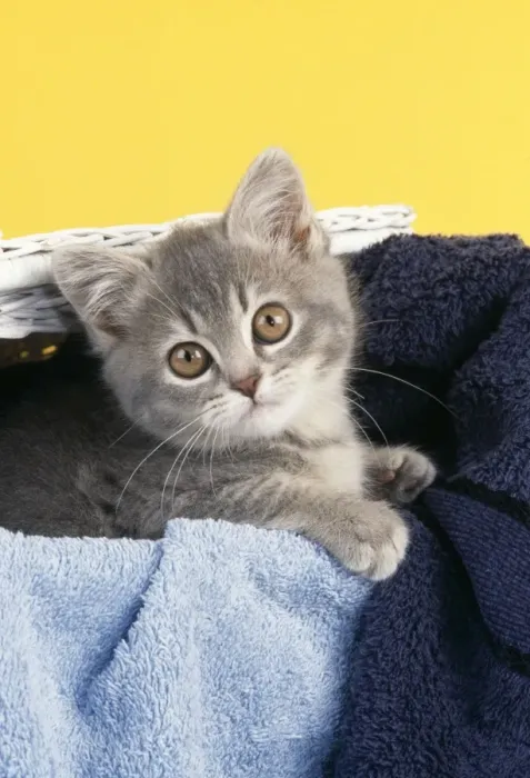 Framed Print : Cat Kitten in laundry basket Framed Print : Cat Kitten in laundry basket
