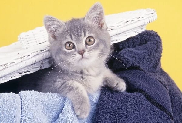 Cat - Kitten in laundry basket