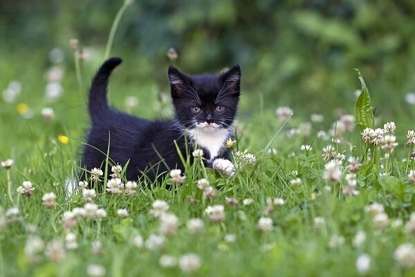 Cat - kitten on lawn - Lower Saxony - Germany