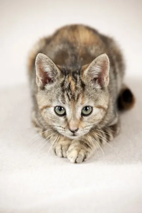 Framed Print : CAT - Kitten laying down Framed Print : CAT - Kitten laying down