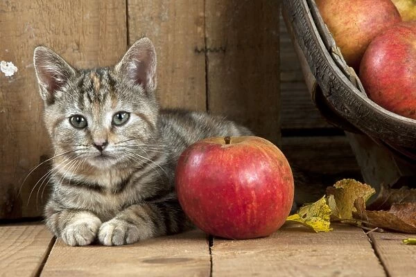 CAT - Kitten laying next to an apple